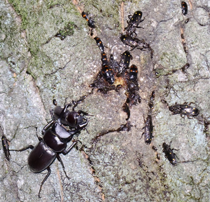 コクワガタのペア_住宅脇の昆虫達の飲み屋のクヌギ_2023年4月28日20時頃 気温18度